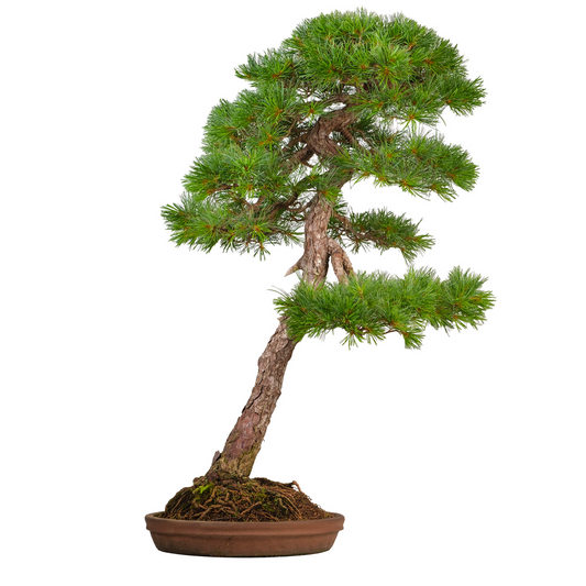 Pinus thunbergii (zwarte den) No. 51, hoogte ~112cm