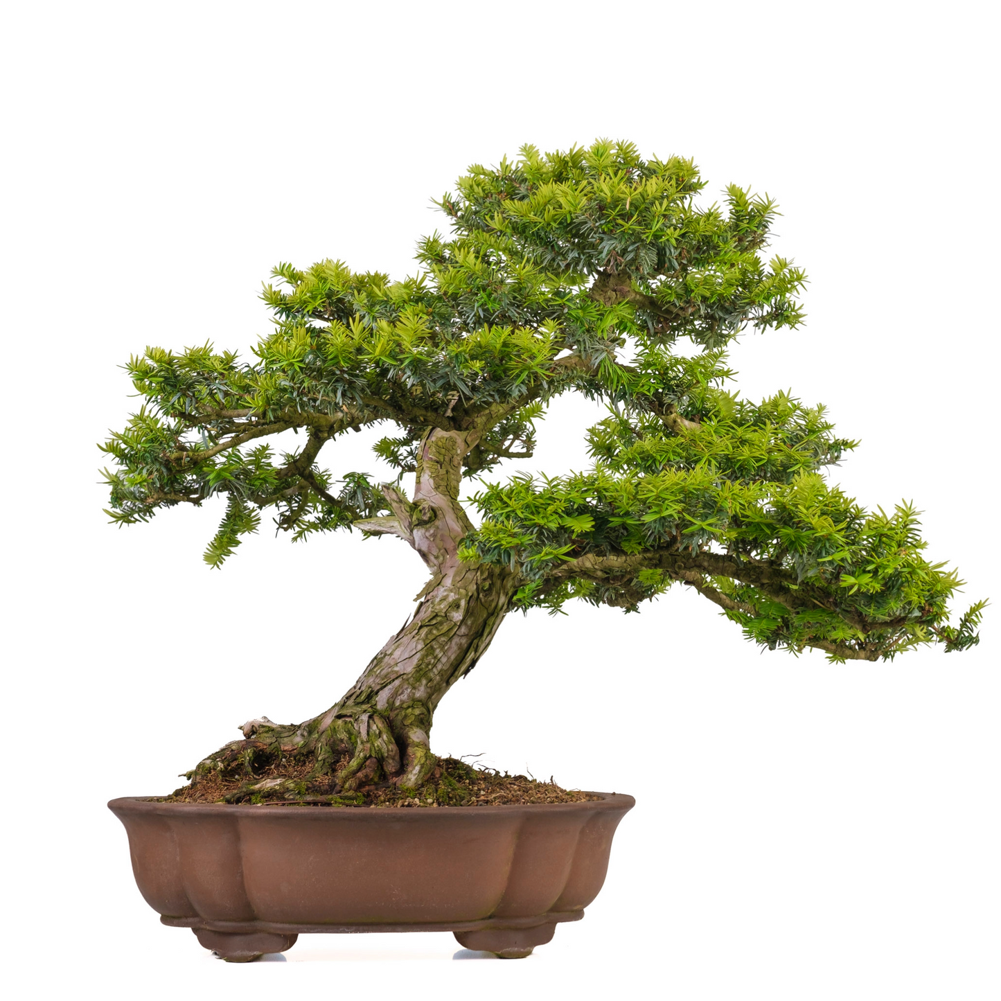 Taxus cuspidata (Japanse taxus) No. 102, hoogte ~75cm