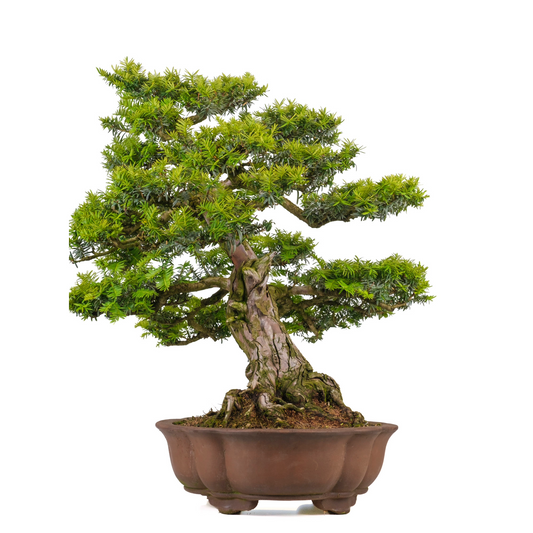 Taxus cuspidata (Japanse taxus) No. 102, hoogte ~75cm