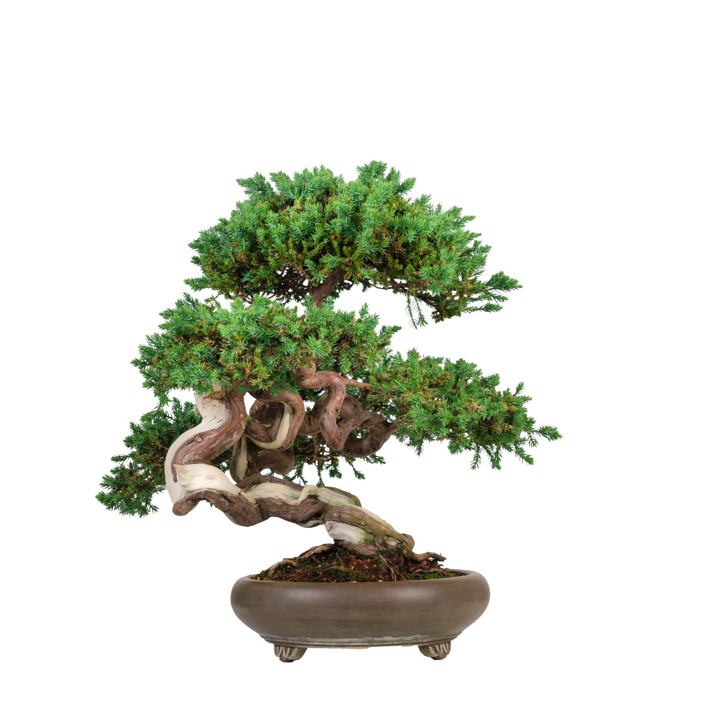 Juniperus procumbens (jeneverbes) No. 6, hoogte ~50cm