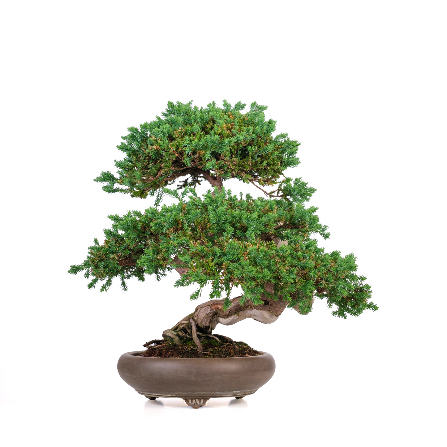 Juniperus procumbens (jeneverbes) No. 6, hoogte ~50cm