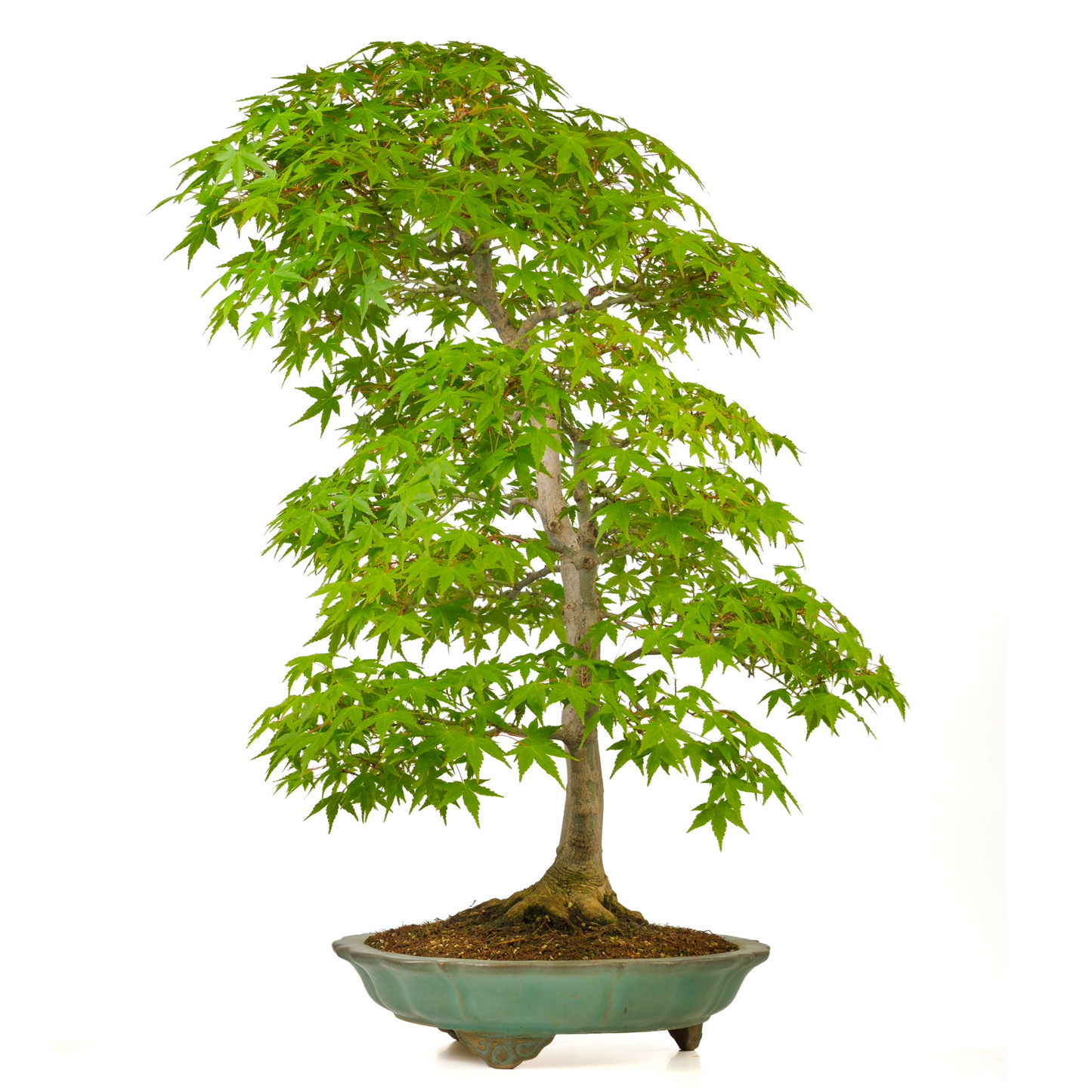 Acer palmatum (Japanse esdoorn) No. 43, hoogte ~82cm