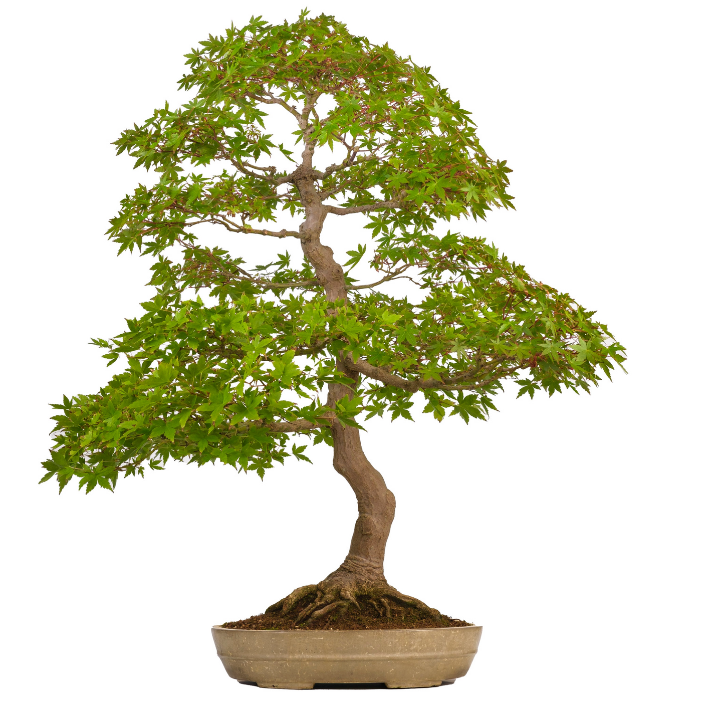 Acer palmatum (Japanese Maple) No. 39, height approx. 90 cm