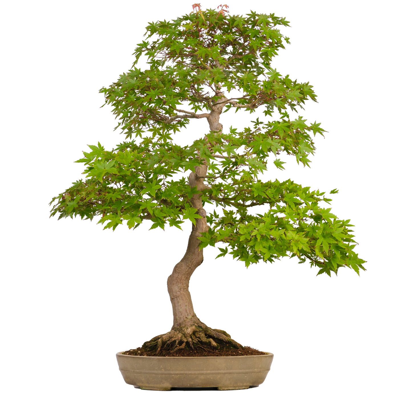 Acer palmatum (Japanese Maple) No. 39, height approx. 90 cm