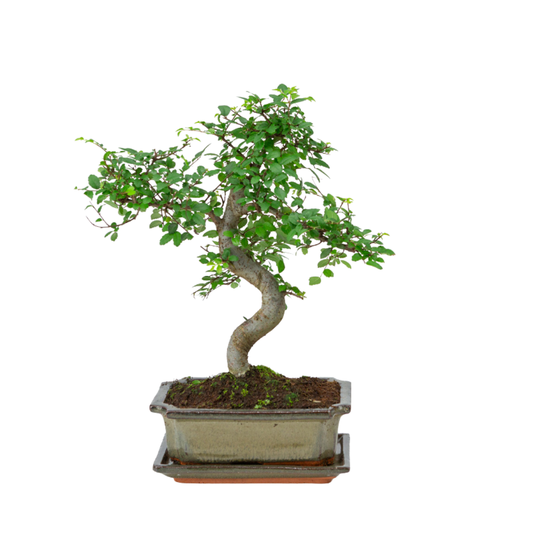 buy bonsai tree uk Indoor Bonsai Zelkova shape green rectangular pot 20cm, height ~ 35cm – Bonsai  Shop