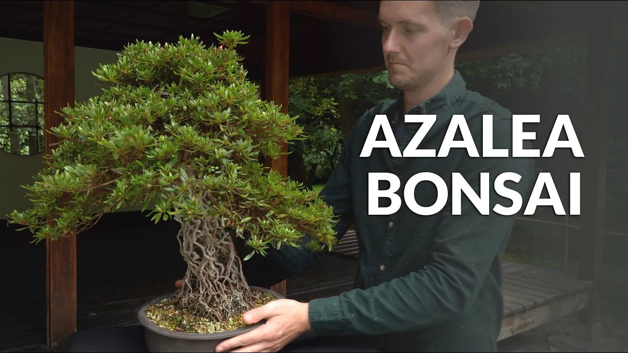 Load video: Video over de verzorging van Azalea Bonsai