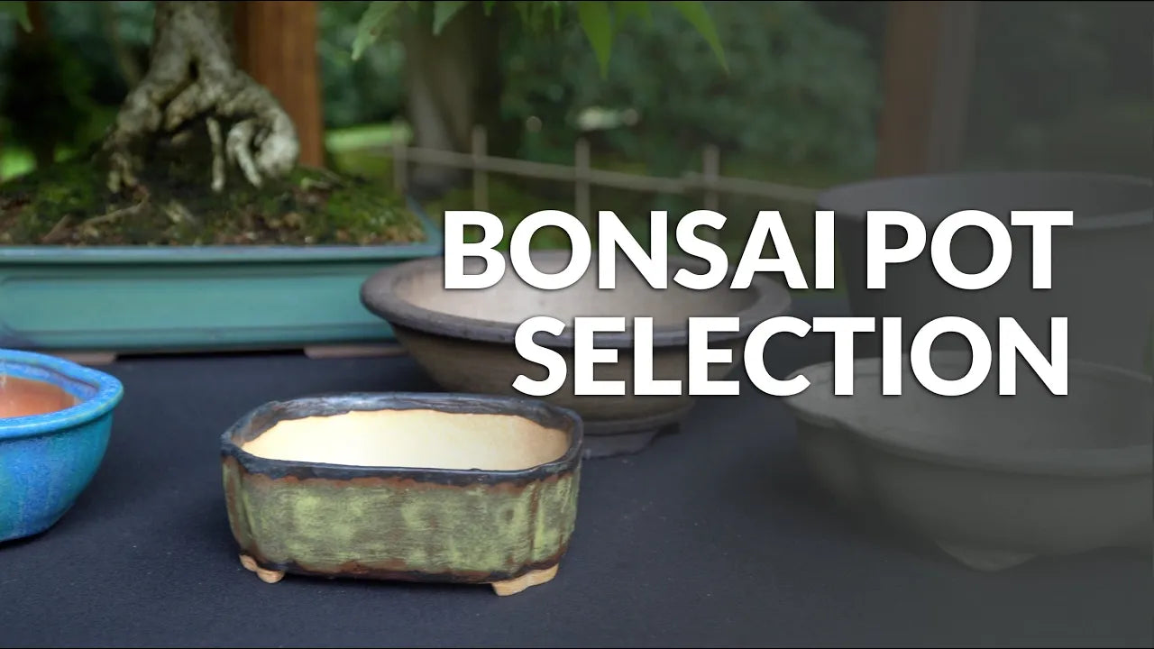 Load video: Video about choosing a Bonsai pot