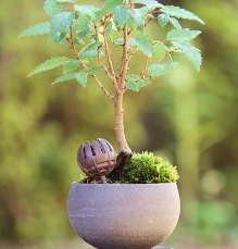 Bonsai fertiliser pots Kikuwa petite dome small (10 pieces)