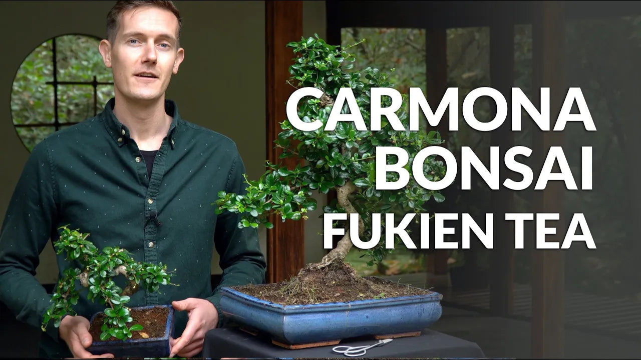 Load video: Video over de verzorging van Carmona Bonsai