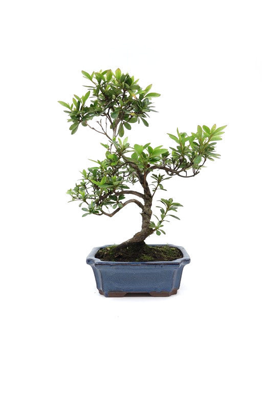 Buiten Bonsai Rhododendron blauwe rechthoekige pot 15cm, hoogte ~ 30cm