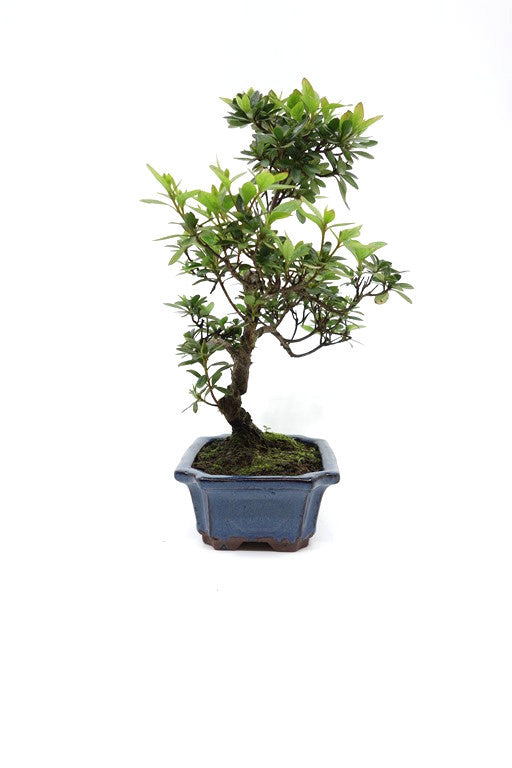 Buiten Bonsai Rhododendron blauwe rechthoekige pot 15cm, hoogte ~ 30cm