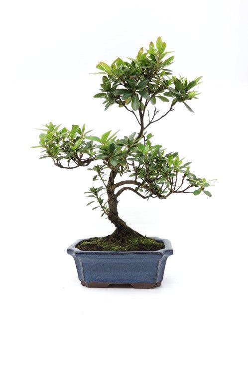 Buiten Bonsai Rhododendron blauwe rechthoekige pot 15cm, hoogte ~ 30cm