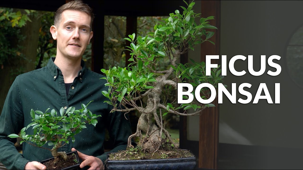 Load video: Video over de verzorging van Ficus Bonsai
