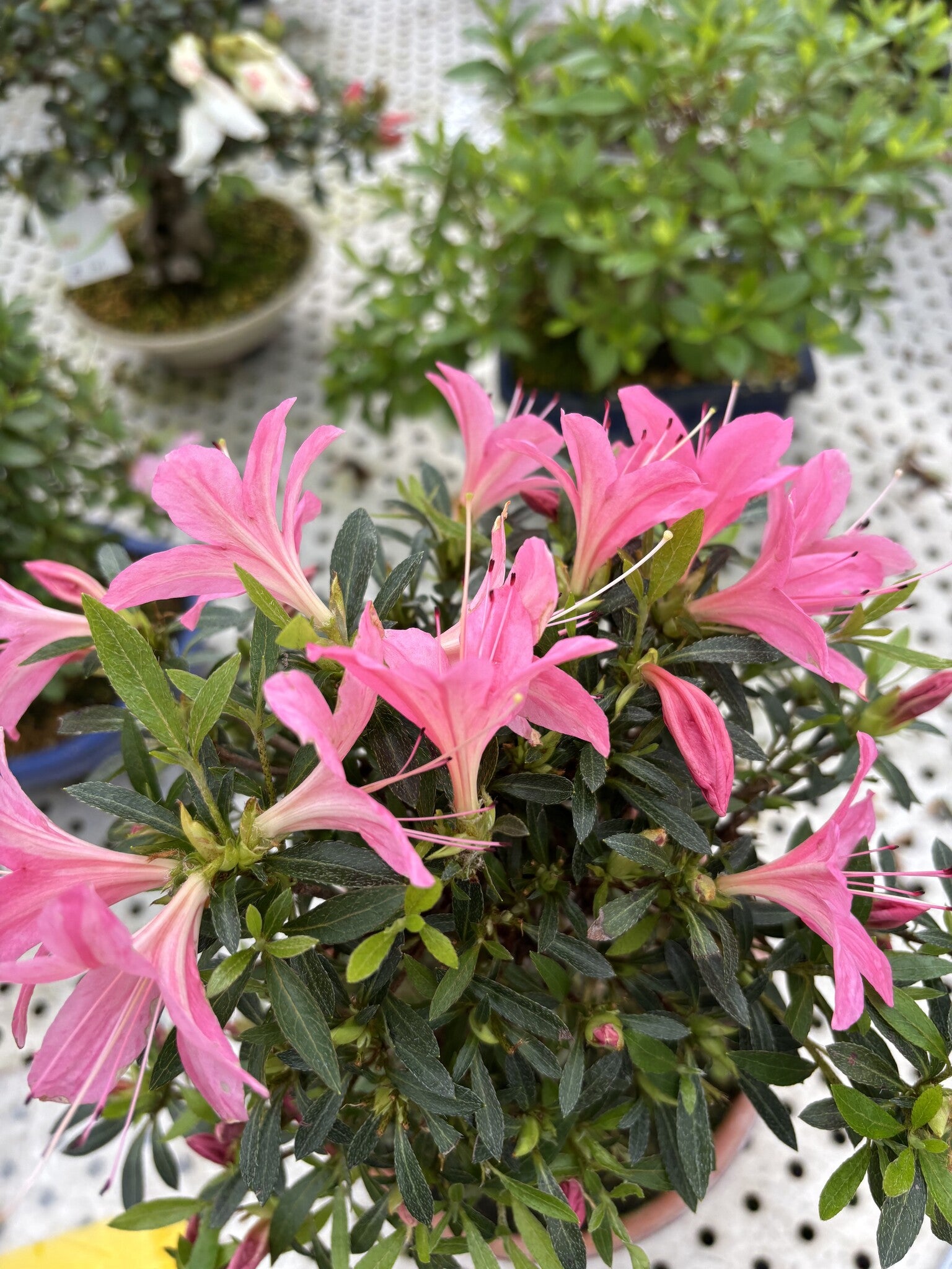 Buiten Bonsai Rhododendron indicum ''Shorin' terracotta pot 19cm, hoogte ~35cm 