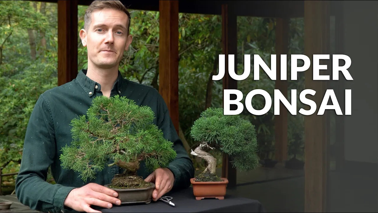 Load video: Video over de verzorging van Juniperus Bonsai
