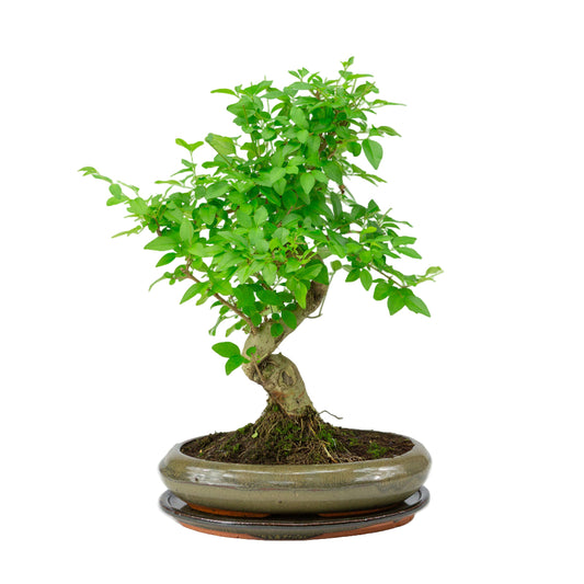 Ligustrum sinensis Bonsai in green pot 24cm, height ~40cm