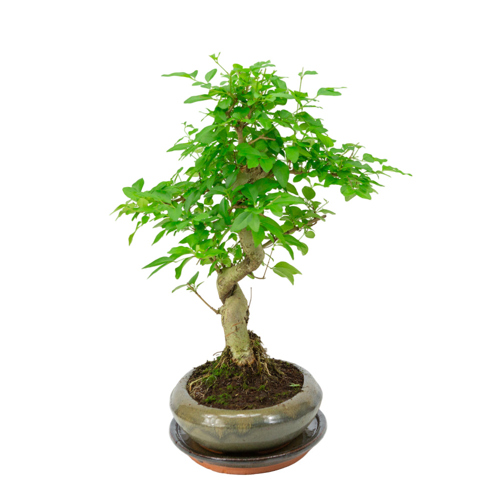 Ligustrum sinensis Bonsai in green pot 24cm, height ~40cm