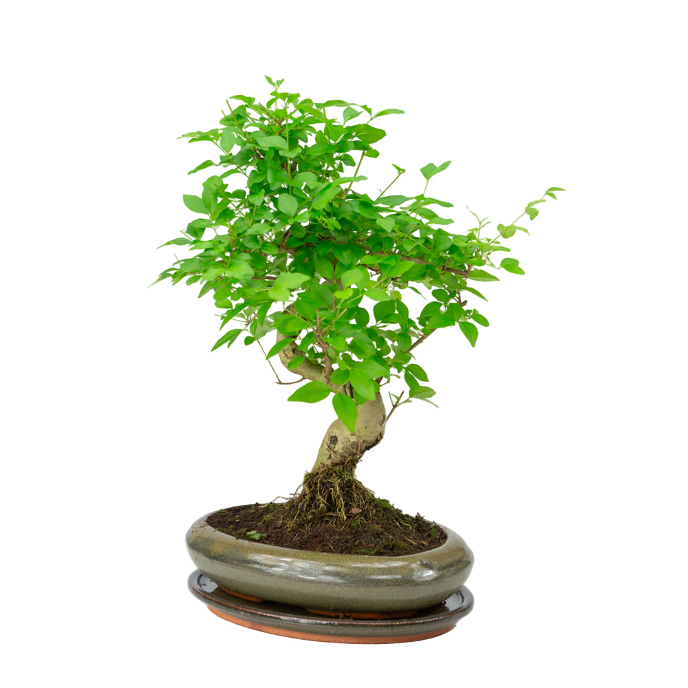Ligustrum sinensis Bonsai in green pot 24cm, height ~40cm