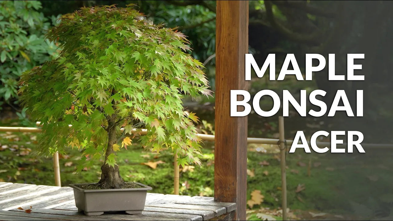 Load video: Video over de verzorging van Esdoorn Bonsai