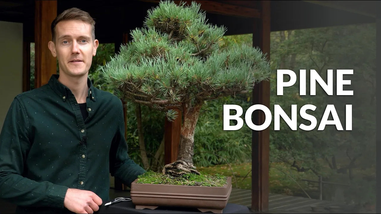 Load video: Video over de verzorging van Pinus Bonsai