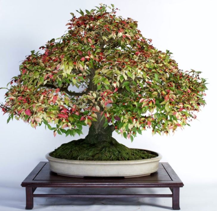 BONSAI出品 How do I care for my Bonsai? – Bonsai Shop
