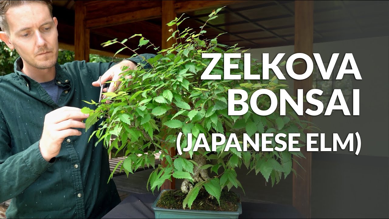 Load video: Video over de verzorging van Zelkova Bonsai